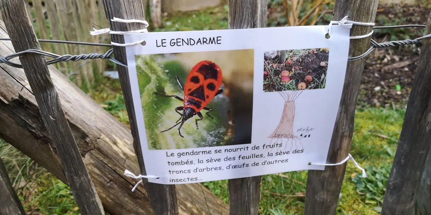 Une affiche sur le gendarme, insecte observé dans l'école, accrochée à une clôture.