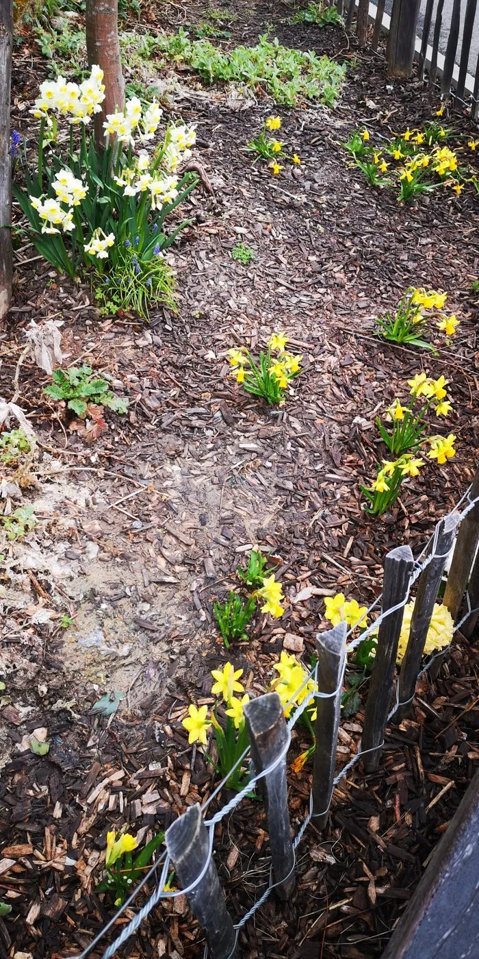 Des jonquilles et des jacinthes en fleurs le long d'une clôture de la cour.