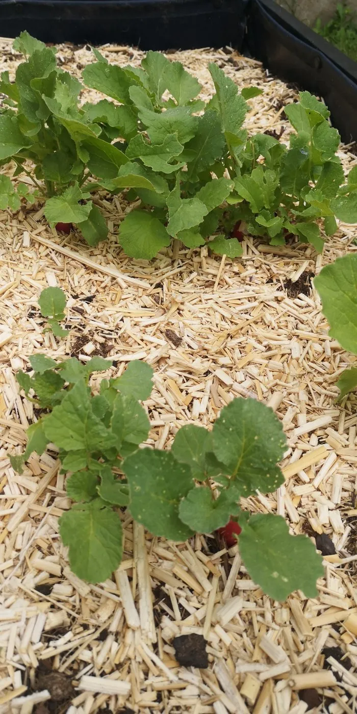 De jeunes plants dans un bac du potager, sur un lit de copeaux de bois.