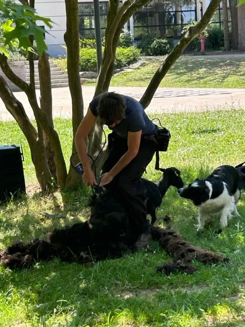 La bergère tond une brebis d'Ouessant, son chien à côté d'elle.