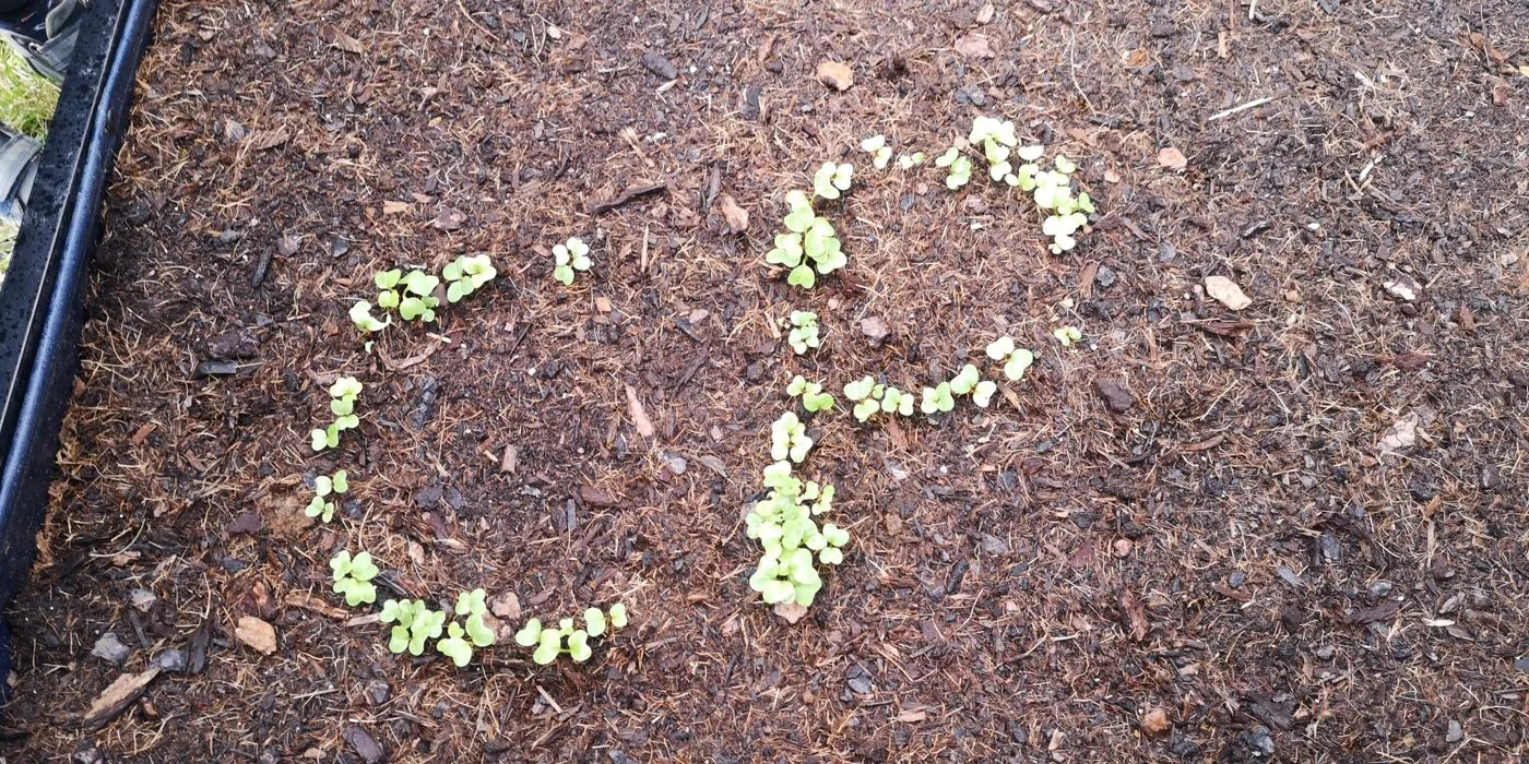 Les lettres « CP » dessinées avec des pousses dans la terre du potager.