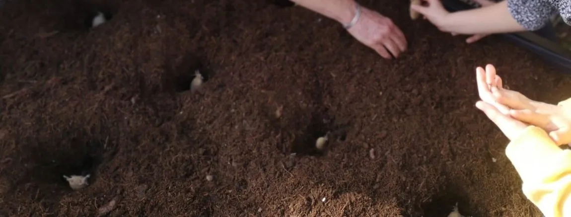 Des mains d'enfants et d'un adulte plantent des graines dans un bac de terre.